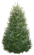 6-7 Ft. Fraser Fir Christmas Tree Fresh-Cut