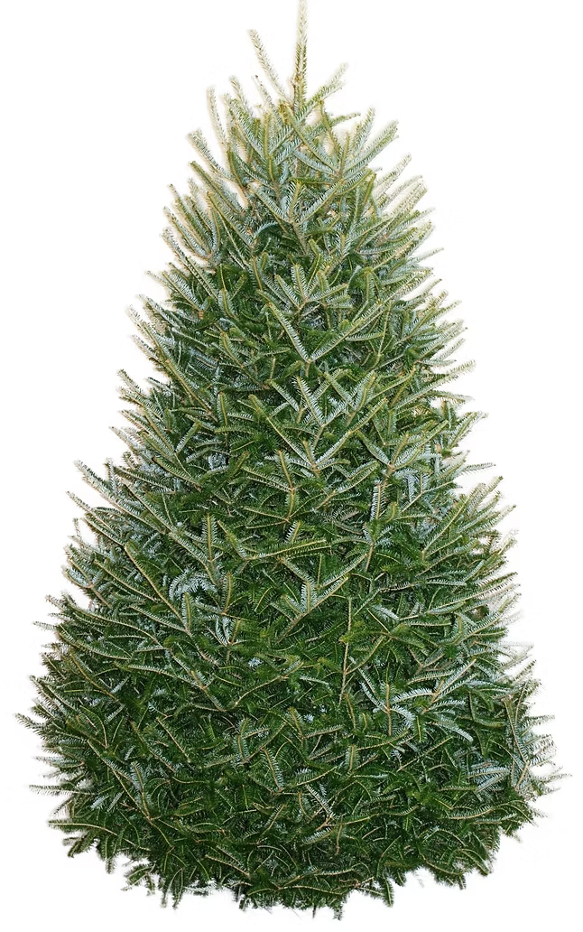 6-7 Ft. Fraser Fir Christmas Tree Fresh-Cut